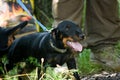 Yagd terrier sitting on the grass