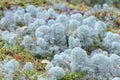 Yagel, a beautiful deer moss, grows in the forest, scandinavian nature. Forest background