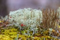 Yagel or deer moss and Cladonia cristatella or British Soldier lichen close up. Nature of Karelia, Russia Royalty Free Stock Photo