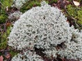 Yagel lichen, deer moss, Cladonia rangiferina Hoffm. Belarusian forest in early autumn.