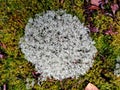 Yagel lichen, deer moss, Cladonia rangiferina Hoffm. Belarusian forest in early autumn.