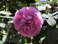 Yah pink rose flower blooming in botanical garden with green background