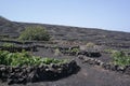 Yaisa grapewine fields, lanzarote, canaria islands