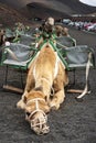 Camel resting in the Echadero de Camellos, a tourist attraction in the Timanfaya National Park