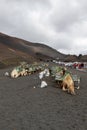 Dromedaries resting in the Echadero de los Camellos, a tourist attraction next to Timanafaya National Park