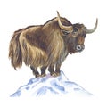 Yak Royalty Free Stock Photo