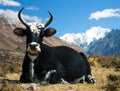 Yak Royalty Free Stock Photo