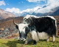 Yak