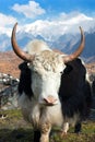Yak Royalty Free Stock Photo