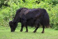 Yak