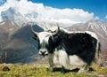 Yak Royalty Free Stock Photo
