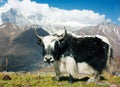 Yak