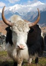 Yak Royalty Free Stock Photo