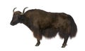 Yak