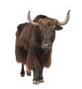 Yak