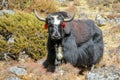 Yak animal in Himalayas mountain path Royalty Free Stock Photo
