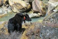 Yak animal in Himalayas mountain path Royalty Free Stock Photo