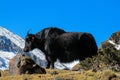 Yak animal in Himalayas mountains Royalty Free Stock Photo