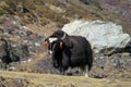 Yak animal in Himalayas mountain path Royalty Free Stock Photo