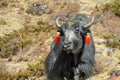 Yak animals in Himalayas mountain path Royalty Free Stock Photo