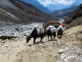 Yak cargo animal in Himalayas mountains Royalty Free Stock Photo