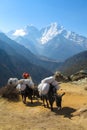 Yak cargo animal in Himalayas mountain path Royalty Free Stock Photo