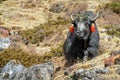 Yak domestic animal in Himalayas mountains Royalty Free Stock Photo