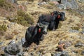 Yak animals in Himalayas mountain path Royalty Free Stock Photo