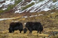 Yak animals in Himalayas mountain path Royalty Free Stock Photo