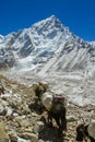 Yak animals mountain caravan in Himalayas going to the snow peak