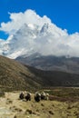 Yak animals mountain caravan in Himalayas going to the snow peak Royalty Free Stock Photo