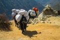 Yak animals mountain caravan in Himalayas