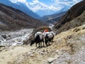 Yak animals mountain caravan in Himalayas Royalty Free Stock Photo