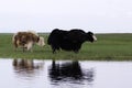 Yak on the Bayanbulak grassland Royalty Free Stock Photo