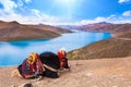 Yak at blue lake in Tibet Royalty Free Stock Photo