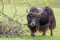 Yak (Bos grunniens) Royalty Free Stock Photo