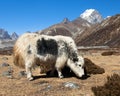 Yak, Bos grunniens or Bos mutus, Nepal himalayas Royalty Free Stock Photo