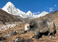 Yak, bos grunniens bos mutus, on the way to Everest base camp and mount Pumo ri - Nepal himalayas mountains Royalty Free Stock Photo