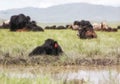 Yak boy lying beside the rim water