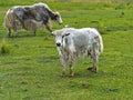 Yak calf grazing on a pasture