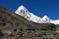 Yak caravan comming from Everest Base Camp and snow covered Pumo Ri