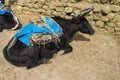 Yak cargo animal in Himalayas mountain path Royalty Free Stock Photo