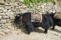 Yak cargo animal in Himalayas mountain path Royalty Free Stock Photo