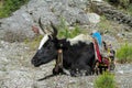 Yak cargo animal in Himalayas mountain path Royalty Free Stock Photo