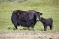 Yak cow and a calf communicate in a green meadow Royalty Free Stock Photo