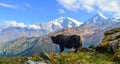 Yak cow on mountain of Annapurna, Nepal