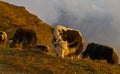 Yak cow on mountain of Annapurna, Nepal