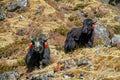 Yak domestic animals in Himalayas mountains Royalty Free Stock Photo