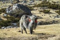 Yak domestic animals in Himalayas mountains Royalty Free Stock Photo