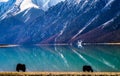 Yak on the edge of the green lake in tibet Royalty Free Stock Photo